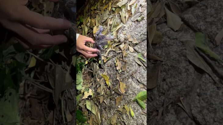 2023年 男3人の宮古島旅行でヤシガニ発見したぞ