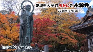 🍁[4K] 2025/11/10 今年はすごい 茨城県大子町【もみじ寺 永源寺】葉色あざやかに出ています！