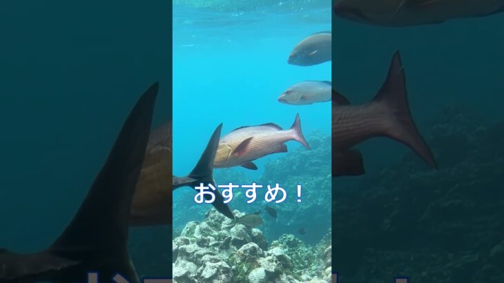 2023年 【子供と宮古島】　子供達と宮古島に行くならここに行かないと！ #宮古島,#シースカイ博愛,#ウミガメ,#GT