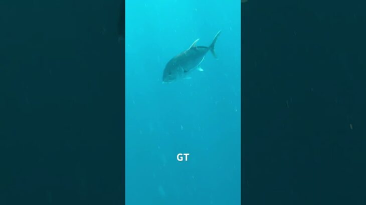 2023年 ロウニンアジ GT #fishing #fish #浪人#宮古島 #gta #japan #高市早苗#クマ