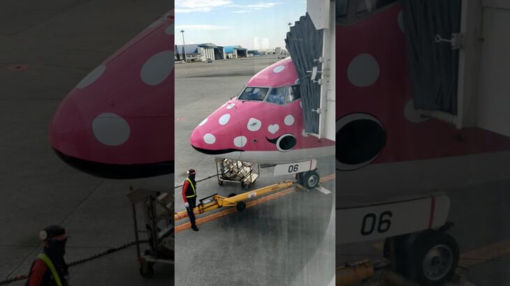 2023年 JTA Bボーイング737-800ジンベイジェット宮古島へGo!