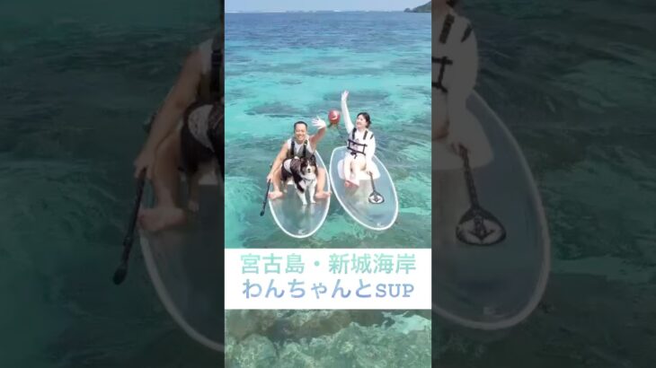 2023年 🐶 宮古島の絶景でSUPするシェルティー(Sheltie’s SUP at Miyako Island…!)