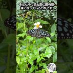 2023年 宮古島のチョウ Tねの宮古島一人旅② #沖縄 #生き物　#昆虫　#チョウ　#宮古島　#okinawa #butterfly