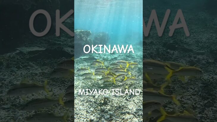 2023年 宮古島の熱帯魚達🐠 #宮古島  #スノーケリング  #fish  #シュノーケリング  #tropicalfish  #熱帯魚
