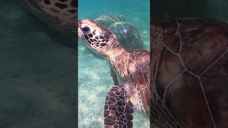 2023年 宮古島【シギラ海岸】 ＃shorts