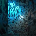 2023年 洞窟のキンメモドキ #shorts #diving #ダイビング #goldensweeper #sea #fish #キンメモドキ #宮古島 #宮古島ダイビング #洞窟