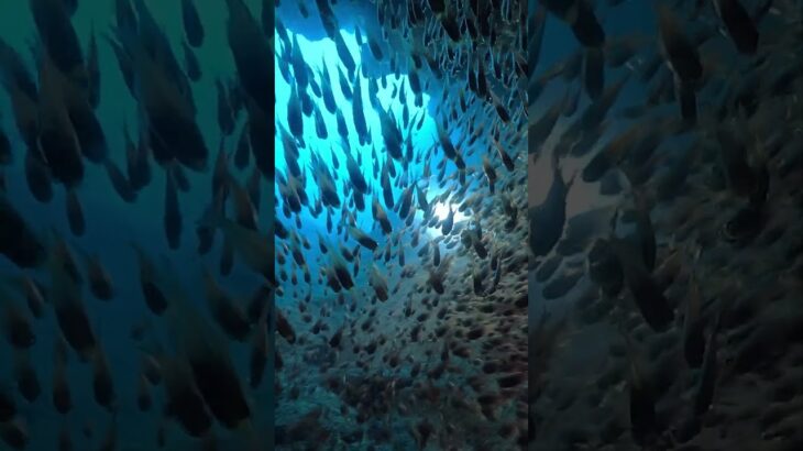 2023年 洞窟のキンメモドキ #shorts #diving #ダイビング #goldensweeper #sea #fish #キンメモドキ #宮古島 #宮古島ダイビング #洞窟