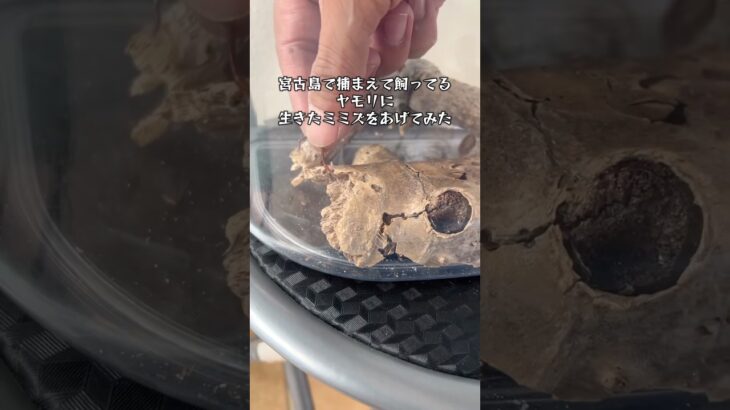 2023年 宮古島天然ヤモリの餌やり #shortvideo #ヤモリ #生き物 #宮古島 #餌やり