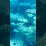 2023年 わいわいビーチ 宮古島！シマハギの群れと泳ぎました🐠 #travel #beach #リゾートバイト