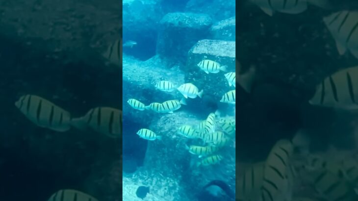 2023年 わいわいビーチ 宮古島！シマハギの群れと泳ぎました🐠 #travel #beach #リゾートバイト