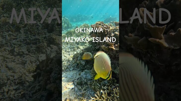 2023年 #スノーケリング #宮古島 #tropicalfish #fish #シュノーケリング