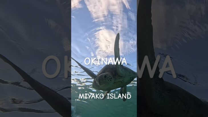 2023年 #turtle #スノーケリング #宮古島 #アオウミガメ #シュノーケリング