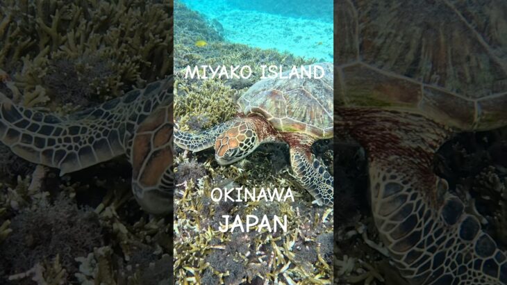 2023年 #turtle #宮古島 #スノーケリング #アオウミガメ #シュノーケリング