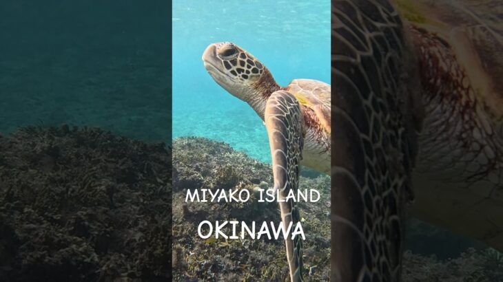 2023年 #スノーケリング #宮古島 #turtle #シュノーケリング #ウミガメ