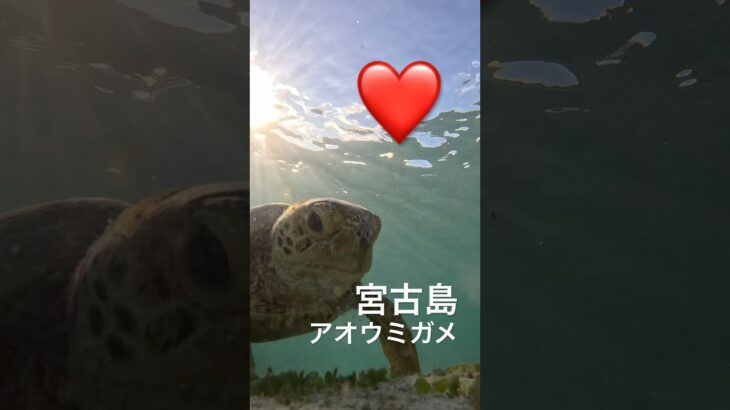 2023年 宮古島のアオウミガメ #turtle #スノーケリング #宮古島 #ウミガメ #シュノーケリング