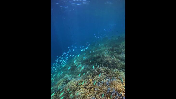 2023年 宮古島の青い魚たち🐟