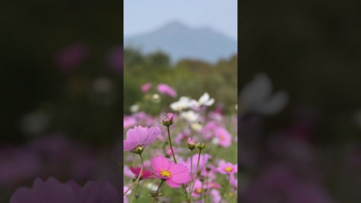 【今がチャンス!】茨城の穴場『小貝川ふれあい公園』のコスモス畑＆筑波山夜景撮影