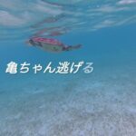 2023年 宮古島新城海岸シュノーケル