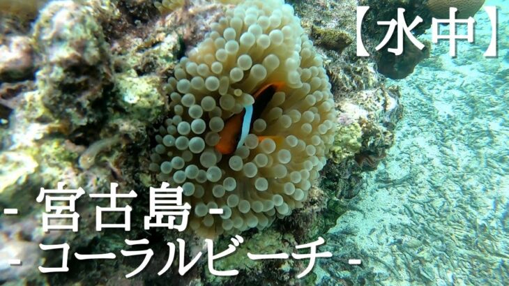 2023年 【水中撮影】- 宮古島 「コーラルビーチ」シュノーケリング –  - プライベートビーチの様な景観-