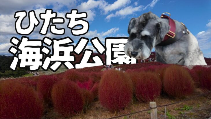 【茨城県ひたちなか市】犬と国営ひたち海浜公園でコキアを満喫/大洗磯前神社/愛犬と茨城旅