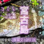 2023年 宮古島を釣り歩き！エサ確保に必要な事とは！？