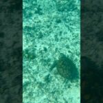 2023年 宮古島わいわいビーチのアオウミガメ🐢完全にアオウミガメの生息ポイント攻略した😊