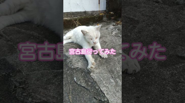 2023年 【宮古島】街ブラ