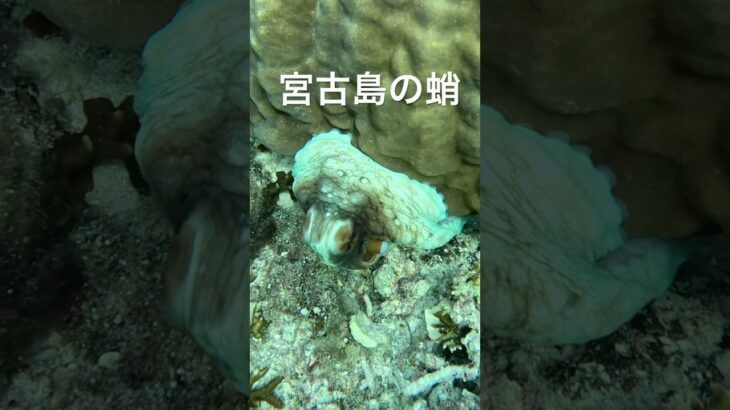 2023年 蛸🐙 #スノーケリング #宮古島 #シュノーケリング