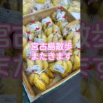 2023年 【宮古島散歩】またきます