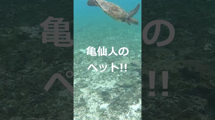 2023年 【宮古島ヤバイ】　宮古島の魅力を詰め込んでみた！ #宮古島,#シースカイ博愛,#ヤシガニ,#ビーチ,#サトウキビ