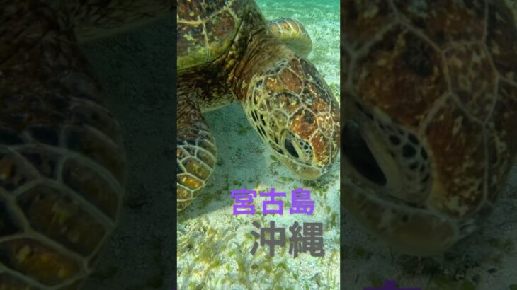 2023年 宮古島のアオウミガメ