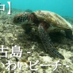 2023年 【水中撮影】- 宮古島  – 「ウミガメが見られるビーチで有名なわいわいビーチ」シュノーケリング – 　- ウミガメにほぼ出会える-