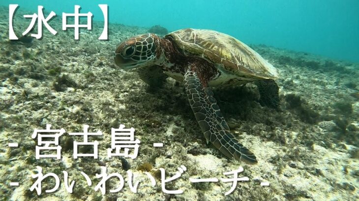 2023年 【水中撮影】- 宮古島  – 「ウミガメが見られるビーチで有名なわいわいビーチ」シュノーケリング – 　- ウミガメにほぼ出会える-