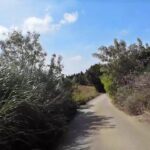 2023年 宮古島の道　サトウキビ畑