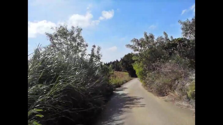 2023年 宮古島の道　サトウキビ畑