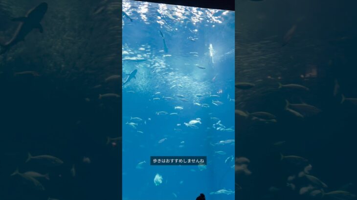 茨城県へ行ってきた #vlog #那珂湊 #大洗 #茨城県