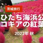 【茨城旅行】ひたち海浜公園  茨城人気観光スポットに秋の紅葉コキアを見に行ってきた