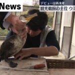 【三次伝統の観光鵜飼】主役のウミウ　茨城県から受け入れ