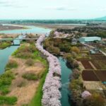 茨城県【福岡堰さくら公園】ドローン空撮【つくばみらいの1.8km の桜並木】