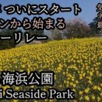 【絶景‼ スイセンの丘】2023年 大人気「ひたち海浜公園」を歩く。黄色に染まる丘が凄い‼　ネモフィラの最新状況はどうなってる？　Hitachi Seaside Park　Japan Travel