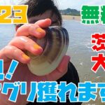 2023年 茨城県大洗 潮干狩り！ハマグリ獲れてます！
