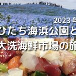 【ひたち海浜公園・大洗海鮮市場】2023年 茨城県ネモフィラと絶品アンコウ唐揚げの旅