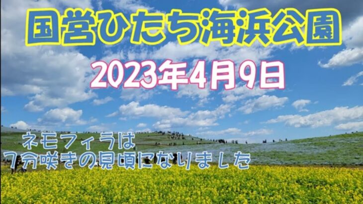 【茨城ツアー】ひたち海浜公園のネモフィラは『７分咲き』の見頃になりました202304