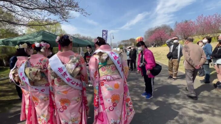 【4K】Peach blossoms in full bloom Koga Ibaraki🌸 21th March 2023【茨城県古河市 桃の花は満開　日本一の桃の花の里🌸】