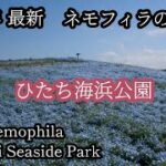 【青い丘が美しい】ついにスタート!  大人気、ひたち海浜公園のネモフィラの丘を歩く。はたして現在のネモフィラ開花状況はどうなってる？ Hitachi Seaside Park　Nemophila