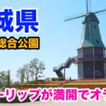 【地域PR】　霞ヶ浦総合公園　オランダ風車から見える景色