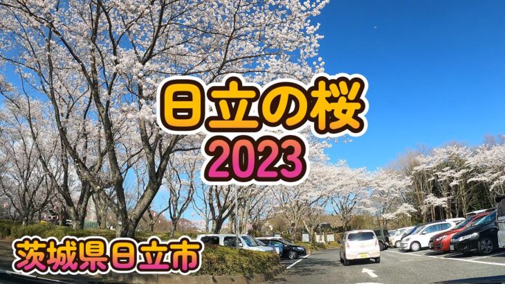 【Street View】日立の桜2023 茨城県日立市 4K