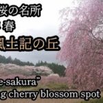 【絶景‼桜のトンネル】茨城で１番 桜の名所「常陸風土記の丘 」が美しすぎた　しだれ桜が永遠と続く並木路は圧巻の一言　茨城花見　Weeping Cherry Tree　“Shidare-sakura”