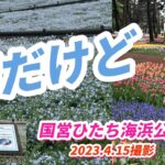 (茨城観光)国営ひたち海浜公園のネモフィラを観に行ってきましたチューリップが綺麗だったよ