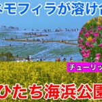 【茨城観光】ネモフィラ！菜の花！チューリップ！　花の楽園 国営ひたち海浜公園を散策